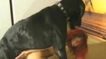 Redheaded amateur getting drilled deep by a black dog