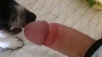 Dude masturbates on cam and his dog licks his sperm