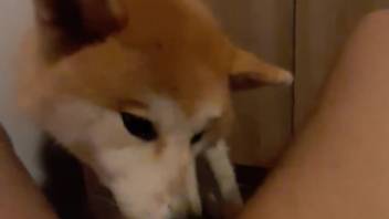 Vagina tonguing encounter starring a sexy beast that laps
