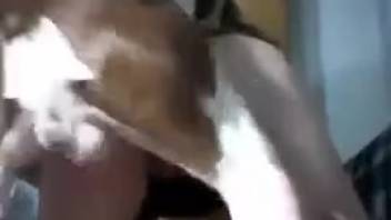 Canine mounts nude woman in amateur bestiality webcam fuck