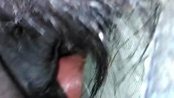 Guy inserting his penis in a mare's hot vagina