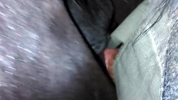 Man thrusting his cock into a female horse's steamy pussy