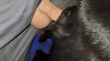 Guy passionately penetrates a black female dog using his cock