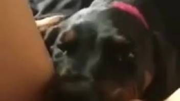 Canine satisfies nude female with messy oral licking of her vagina