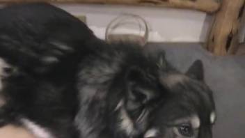 Pair of older women screwing a well-hung canine on the ground
