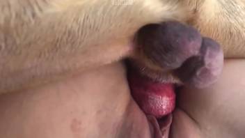 Blonde whore strongly fucked by the dog in amateur cam scenes