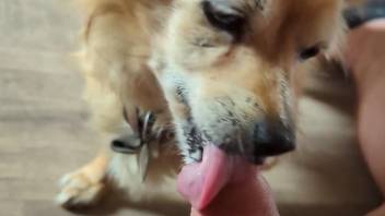 Dog licks man's erect cock in homemade solo jerk off POV