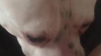 Pale creature tonguing that vagina in a zoomed-in film