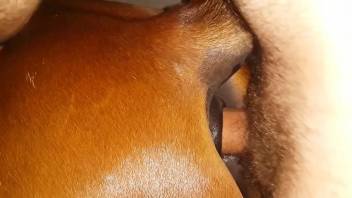 Guy with a hot penis fucking a brown animal HARD