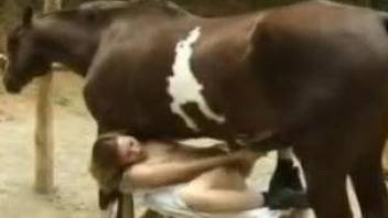 Collared cutie getting gaped by a good-looking stallion