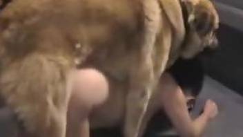 Tight asshole is about to get ruined by a kinky dog