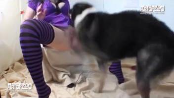 Brunette in purple striped stockings gets screwed by a dog