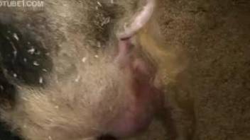 Close-up animal fucking - incredibly hot footage
