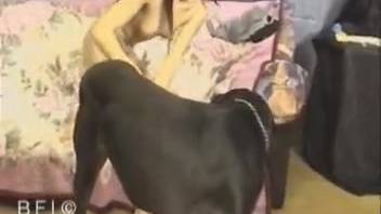 Slim redhead chick shoves dog's pulsing cock into her bald pussy