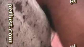 Ebony stud pounds his Caucasian slut in the missionary position.