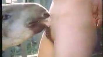 Vintage group sex party with alluring women and livestock