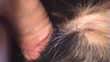 Filthy animal lover screws his dog's rear end