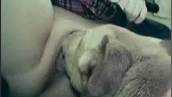 Gorgeous slut with spectacles has her vagina tongued by a canine