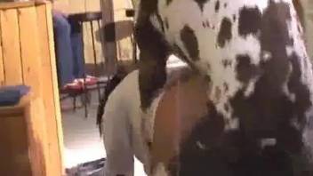 Spotted Great Dane and lovely girl make love right in bar